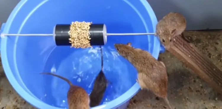 Are mouse omnivores