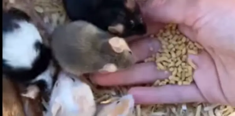 Are mouse omnivores